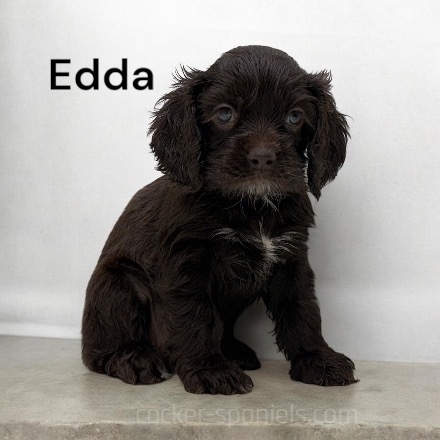 puppy, for, sale, Cocker Spaniel, Joe & Cherri  Overlease, dog, breeder, Miller, MO, dog-breeder, puppy-for-sale, forsale, nearby, find, puppyfind, locator, puppylocator, aca